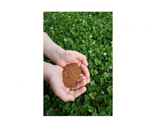 Семена белого клевера Сила Суздаля 300 г 4680004060956 – изображение 3