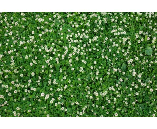 Семена белого клевера Сила Суздаля 300 г 4680004060956 – изображение 4