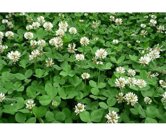 Семена белого клевера Сила Суздаля 300 г 4680004060956 – изображение 5