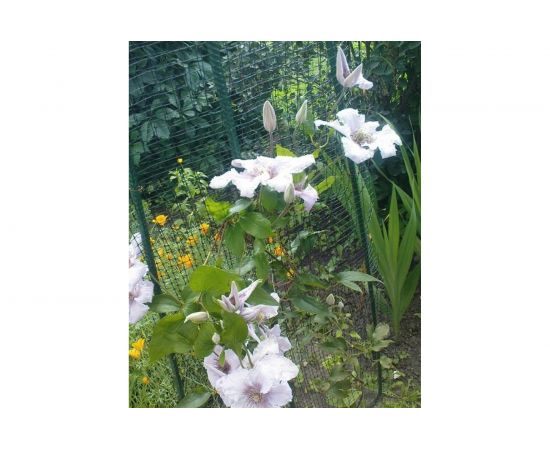 Сетка для клематисов ПРОТЭКТ 1х6 м, хаки У-22/1/6 х – изображение 3