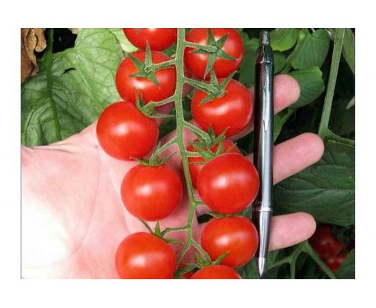 Семена САДОВИТА Томат Черри Блосэм F1 5 семечек 00191977 – изображение 3