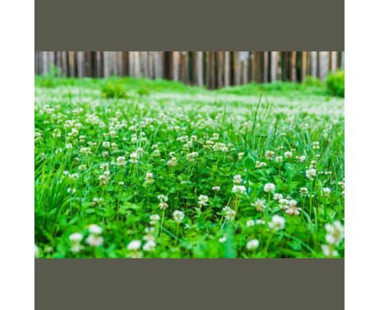 Семена белого клевера Сила Суздаля 150 г 4680004061441 – изображение 4