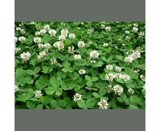 Семена белого клевера Сила Суздаля 150 г 4680004061441 – изображение 5