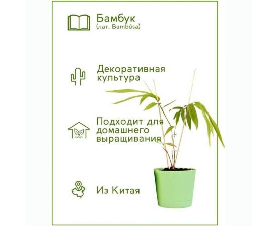 Набор для выращивания растений Тысяча Листьев Бамбук tl-019 – изображение 6