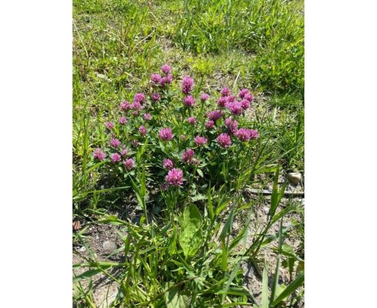 Семена красного клевера Сила Суздаля 1 кг 4680004063599 – изображение 3