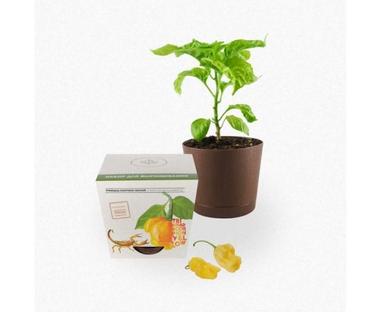 Набор для выращивания растений Plant Republic Перец острый Тринидад Скорпион Желтый pr-005 – изображение 5