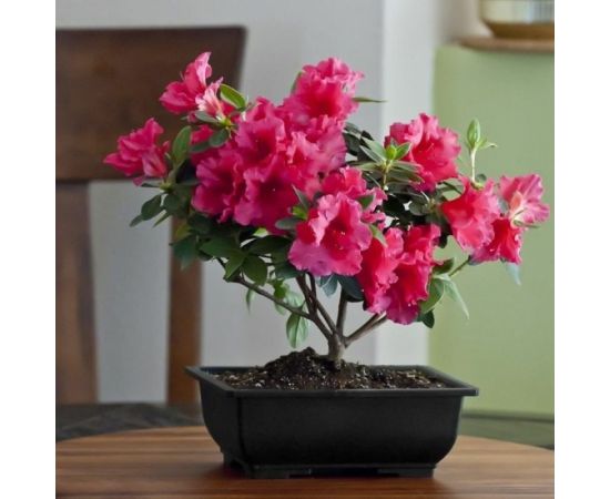 Универсальный грунт Сила Суздаля Цветы 10 л 4680004061663 – изображение 5