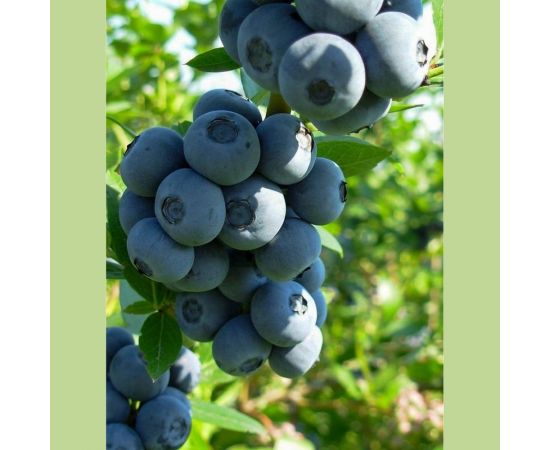 Торф Двина Для голубики 100 л 4811718003278 – изображение 5