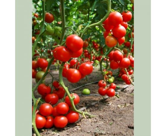 Грунт для томатов и перцев Сила Суздаля Black, 10 л 4680004061465 – изображение 4