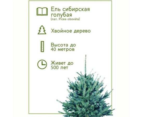 Набор для выращивания растений Тысяча Листьев Ель сибирская голубая tl-002 – изображение 4