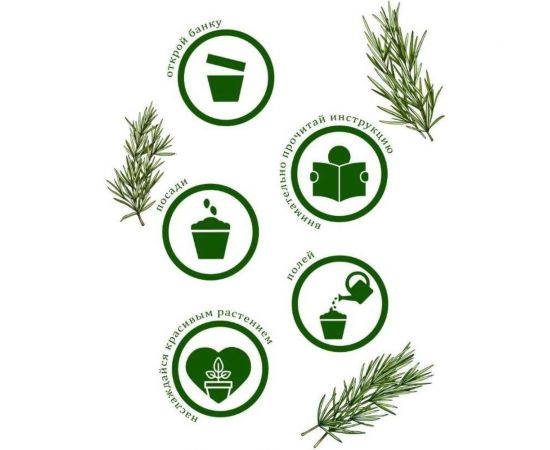 Набор для выращивания растений Вырасти,Дерево! Розмарин zk-036 – изображение 3