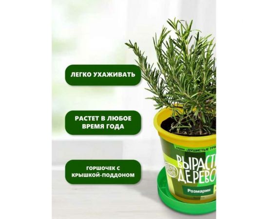 Набор для выращивания растений Вырасти,Дерево! Розмарин zk-036 – изображение 4