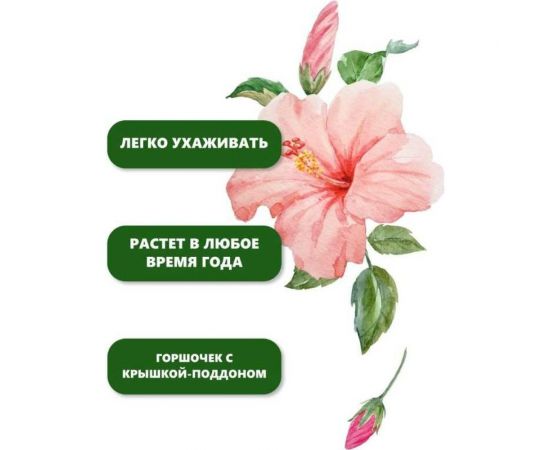 Набор для выращивания растений Вырасти,Дерево! Сирийская роза zk-126 – изображение 6