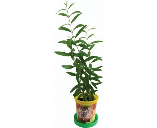 Набор для выращивания растений Вырасти,Дерево! Гранат обыкновенный zk-014 – изображение 4