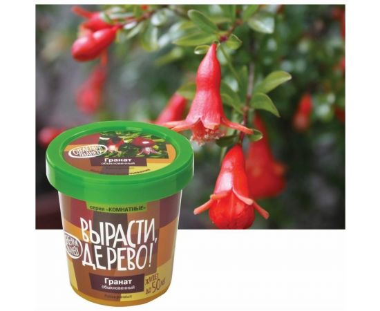 Набор для выращивания растений Вырасти,Дерево! Гранат обыкновенный zk-014 – изображение 5