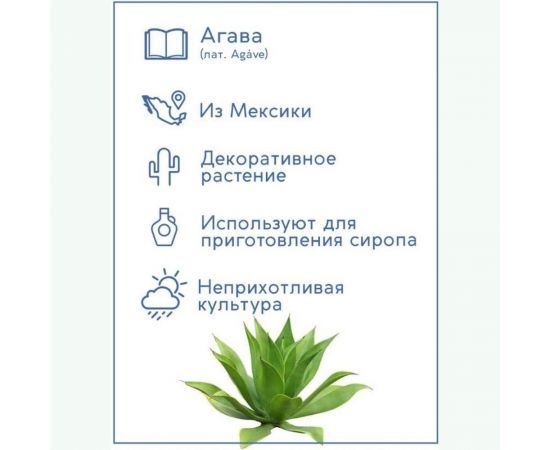 Набор для выращивания растений Тысяча Листьев Агава tl-025 – изображение 3