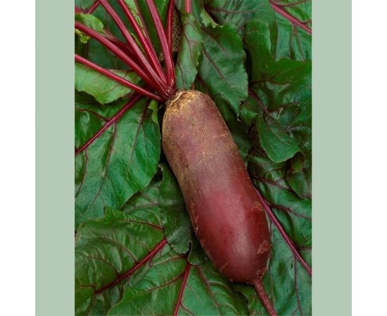 Семена Аэлита Свекла столовая Козак 5 г 4601729068812 – изображение 4