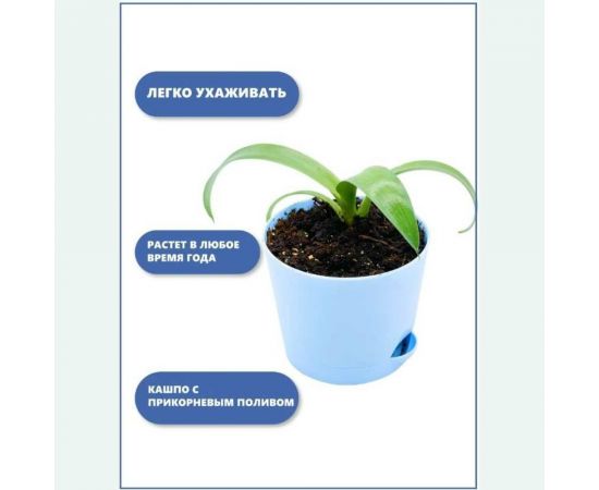 Набор для выращивания растений Тысяча Листьев Агава tl-025 – изображение 5