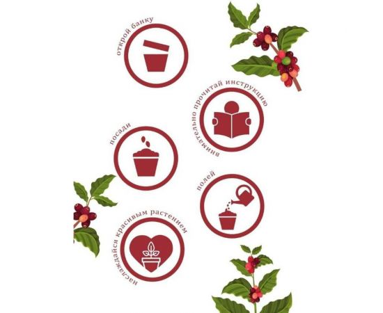 Набор для выращивания растений Вырасти,Дерево! Кофе арабский zk-012 – изображение 6