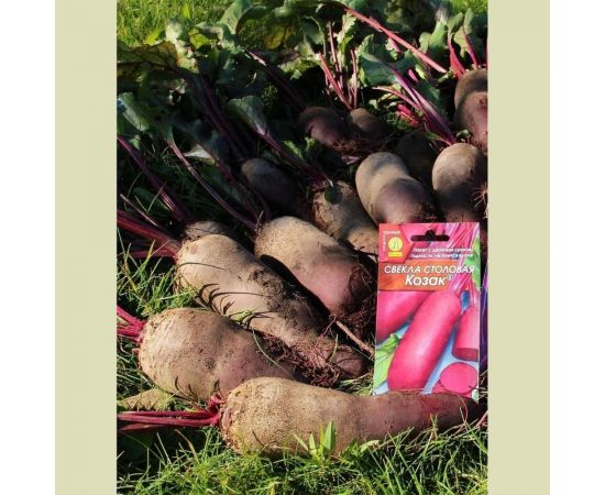 Семена Аэлита Свекла столовая Козак 5 г 4601729068812 – изображение 7