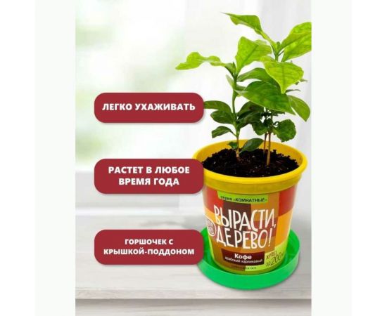 Набор для выращивания растений Вырасти,Дерево! Кофе арабский zk-012 – изображение 7