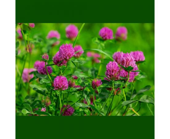 Семена красного клевера Сила Суздаля 300 г 4680004061083 – изображение 4