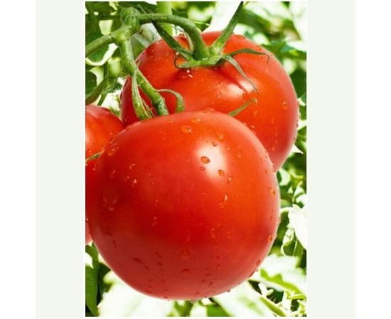 Семена Поиск Томат Ранняя пташка 0.1 г 731786 – изображение 4