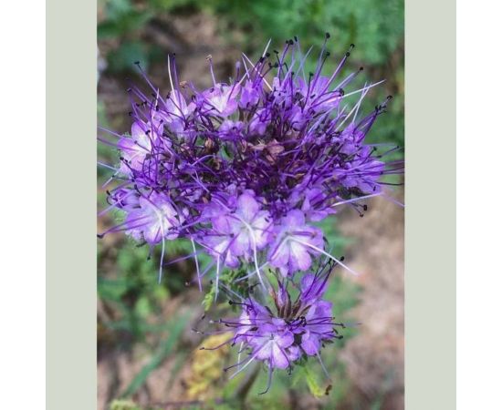 Семена Сила Суздаля Фацелия 1 кг 4680004063711 – изображение 4