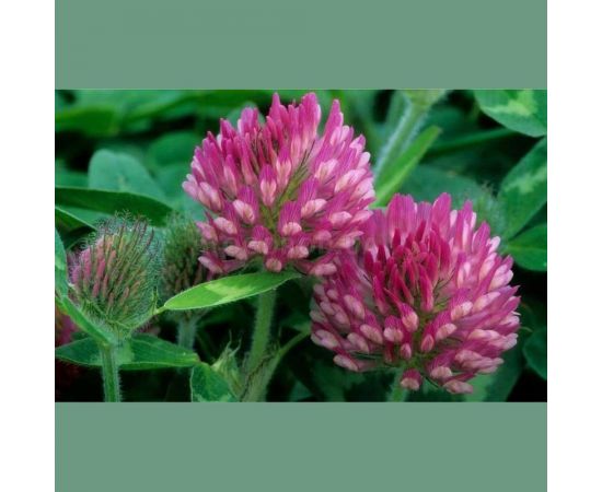 Семена красного клевера Сила Суздаля 300 г 4680004061083 – изображение 5