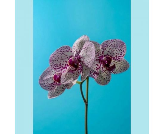 Грунт Сила Суздаля для Орхидей 3 л, фракция 20-55 мм 4680004064527 – изображение 5