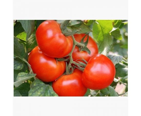 Семена Поиск Томат Ранняя пташка 0.1 г 731786 – изображение 5