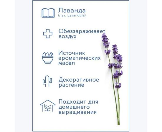 Набор для выращивания растений Тысяча Листьев Лаванда tl-007 – изображение 4