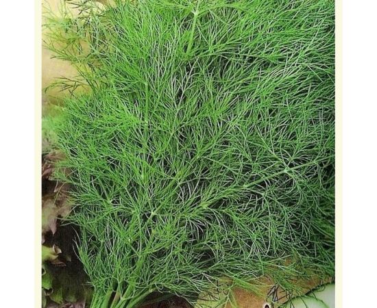 Семена Тимирязевский питомник укроп Кибрай поздний 3 г 4607189276408 – изображение 4