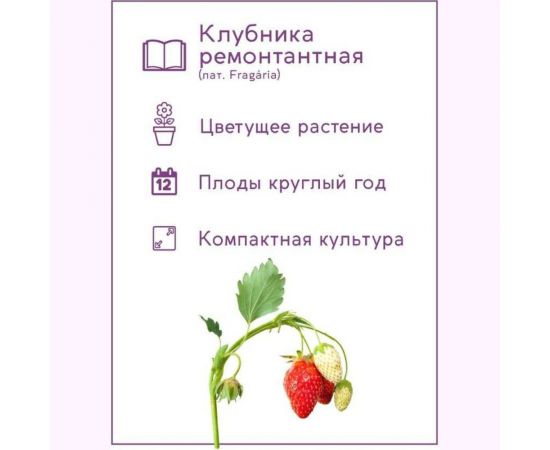 Набор для выращивания растений Тысяча Листьев Клубника ремонтантная tl-020 – изображение 4