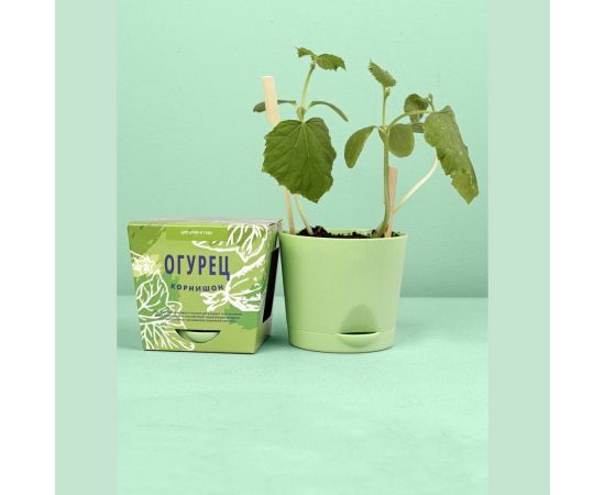 Набор для выращивания растений Огурец корнишон Тысяча Листьев tl-012 – изображение 4