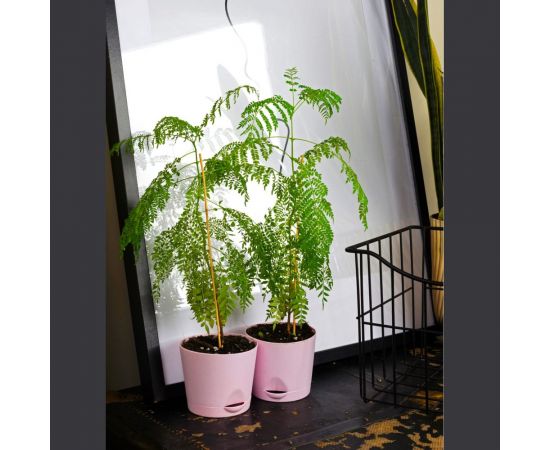 Набор для выращивания растений Тысяча листьев Фиалковое дерево Жакаранда tl-003 – изображение 5