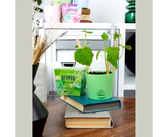 Набор для выращивания растений Огурец корнишон Тысяча Листьев tl-012 – изображение 5