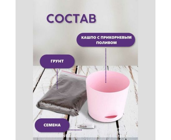 Набор для выращивания растений Тысяча листьев Фиалковое дерево Жакаранда tl-003 – изображение 6