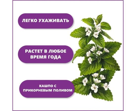 Набор для выращивания растений Тысяча листьев Мелисса лимонная tl-018 – изображение 6