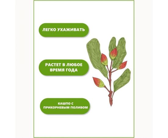 Набор для выращивания растений Тысяча листьев Фисташка tl-021 – изображение 6