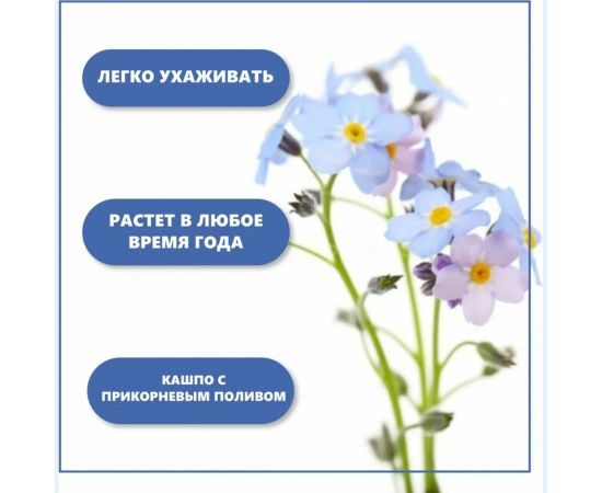 Набор для выращивания растений Тысяча листьев Незабудка tl-010 – изображение 7