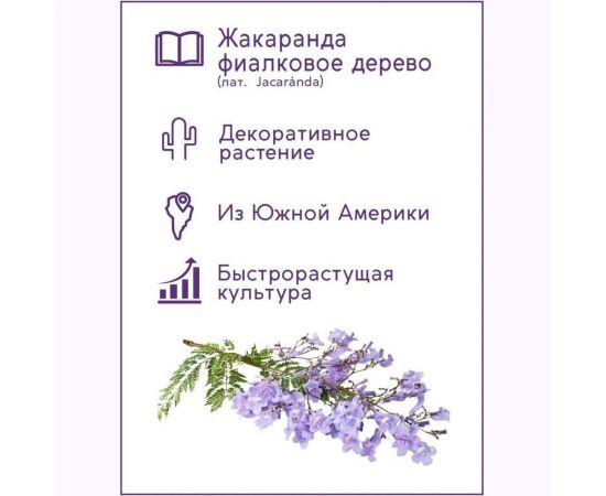Набор для выращивания растений Тысяча листьев Фиалковое дерево Жакаранда tl-003 – изображение 7