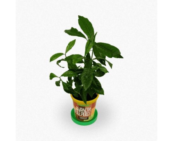 Набор для выращивания растений Вырасти,Дерево! Гардения zk-044 – изображение 3