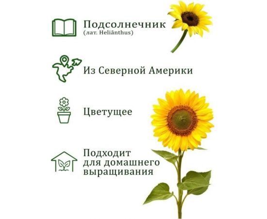 Набор для выращивания растений Вырасти,Дерево! Подсолнечник zk-032 – изображение 4