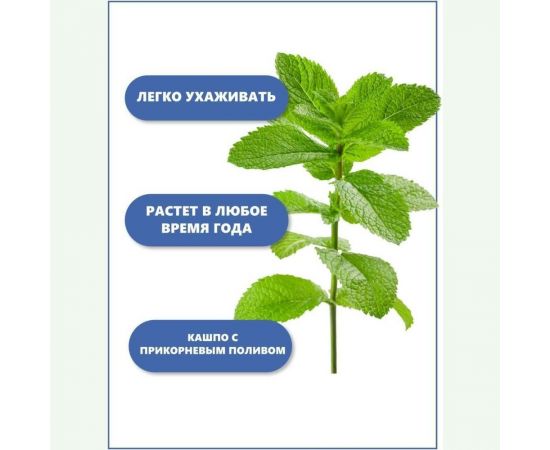 Набор для выращивания растений Тысяча листьев Мята яблочная tl-009 – изображение 5