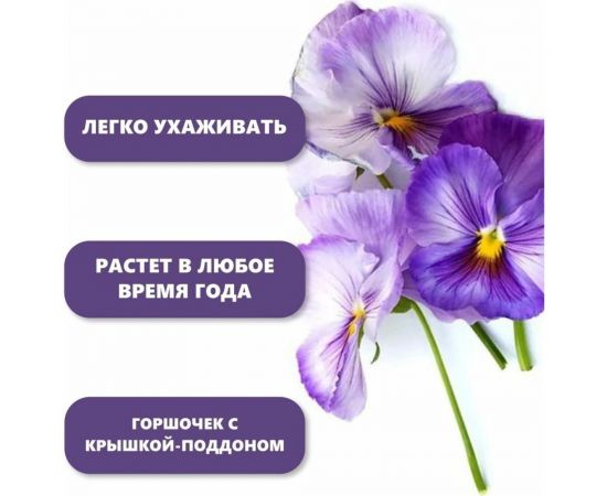 Набор для выращивания растений Вырасти,Дерево! Анютины глазки zk-124 – изображение 6