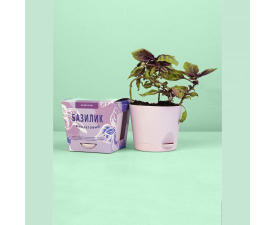 Набор для выращивания растений Тысяча Листьев Базилик фиолетовый tl-016 