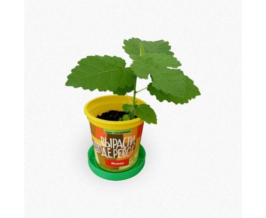 Набор для выращивания растений Вырасти,Дерево! Инжир zk-080 – изображение 2