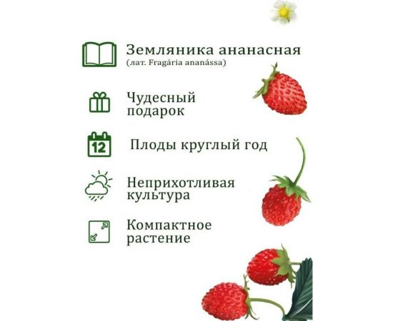 Подарочный набор для выращивания растений Вырасти,Дерево! Земляника ананасная zk-114 – изображение 3