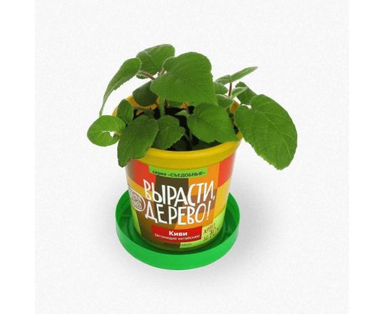 Набор для выращивания растений Вырасти,Дерево! Киви зимостойкое zk-095 – изображение 3